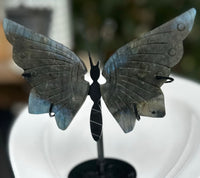 
              Rock & Mineral Butterflies
            